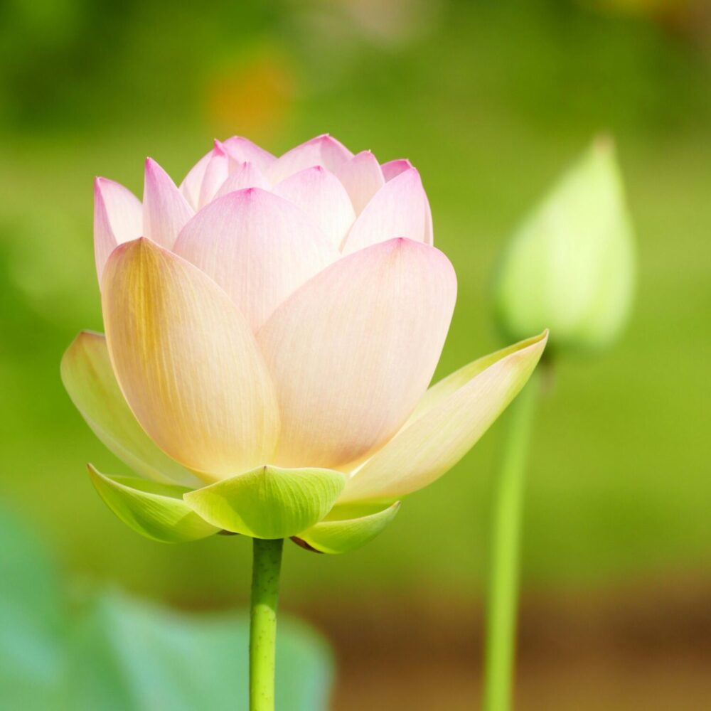 Lotus 1