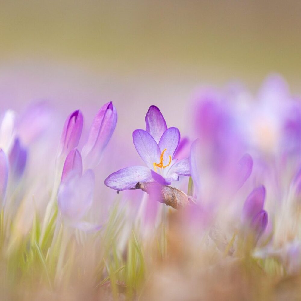 flowers-7048776_1280